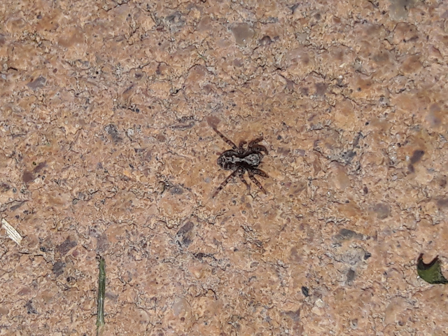 Pseudeuophrys lanigera - szobai ugrópók
