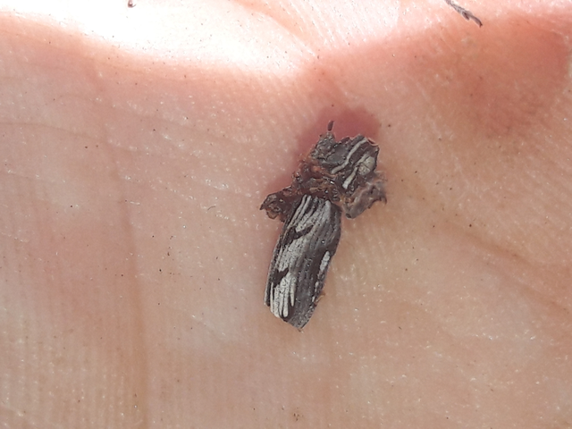 Coniocleonus nigrosuturatus - nyíljegyes barkó