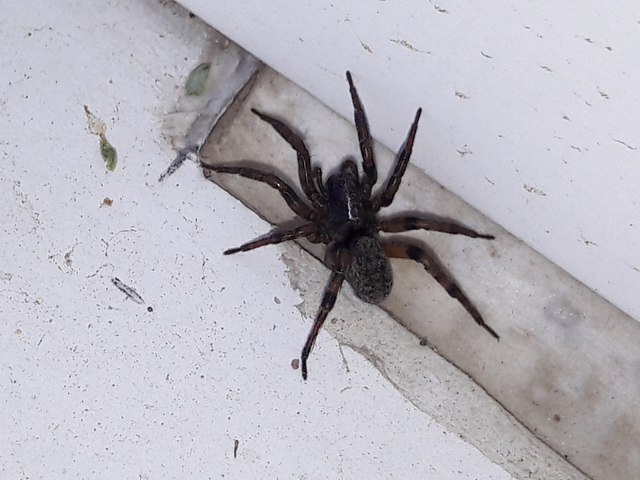 Arctosa figurata