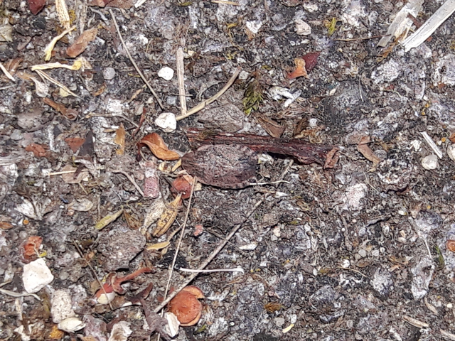 Sciocoris Sciocoris