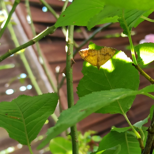 kétvonalas sávosaraszoló - Camptogramma bilineata