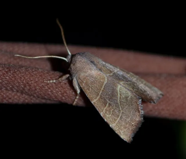 Atethmia ambusta - körtebagoly