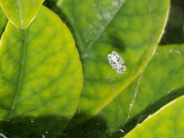 Corythucha ciliata - platán-csipkéspoloska