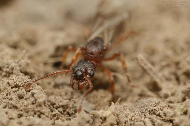 Myrmica ruginodis - erdei bütyköshangya