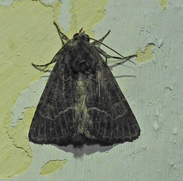 Thalpophila matura - fakó erdeibagoly