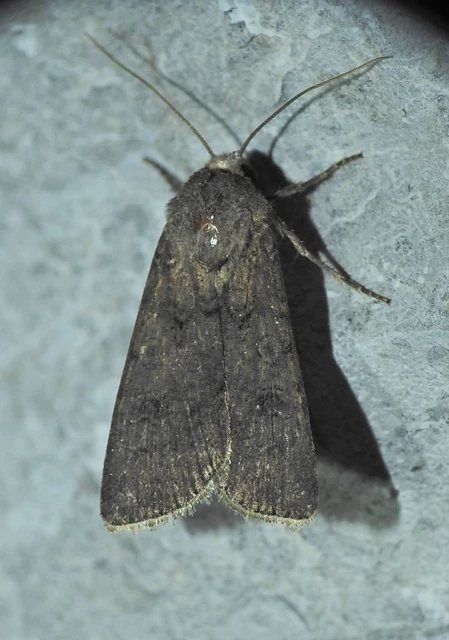 Agrotis segetum - vetési földibagoly