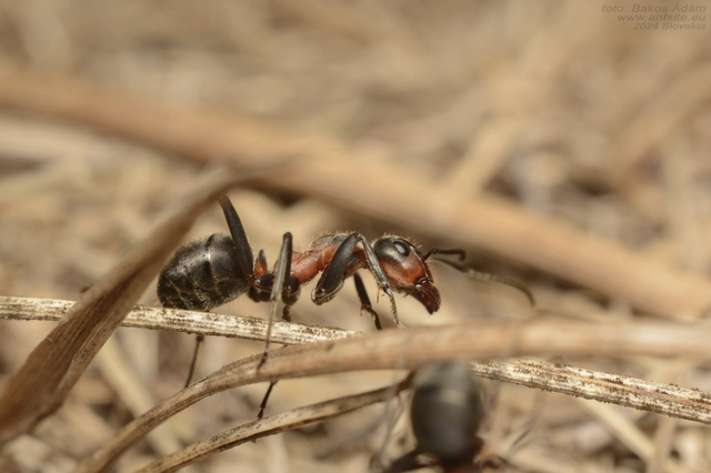 Formica pratensis - réti vöröshangya