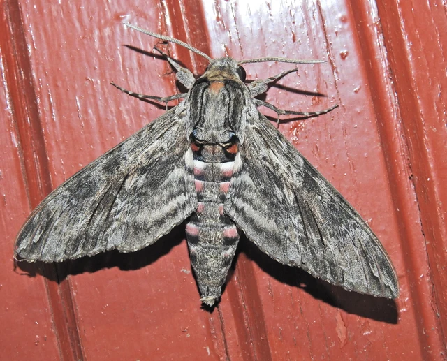 Agrius convolvuli - szulákszender
