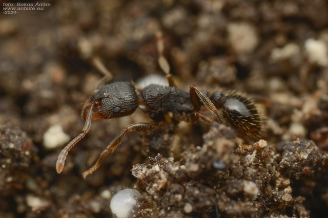 Tetramorium moravicum - morva gyepihangya