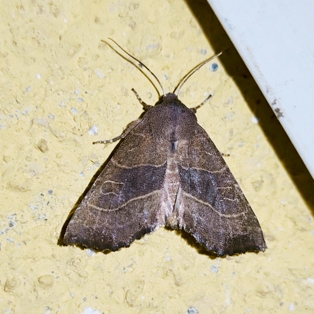 Atethmia ambusta - körtebagoly