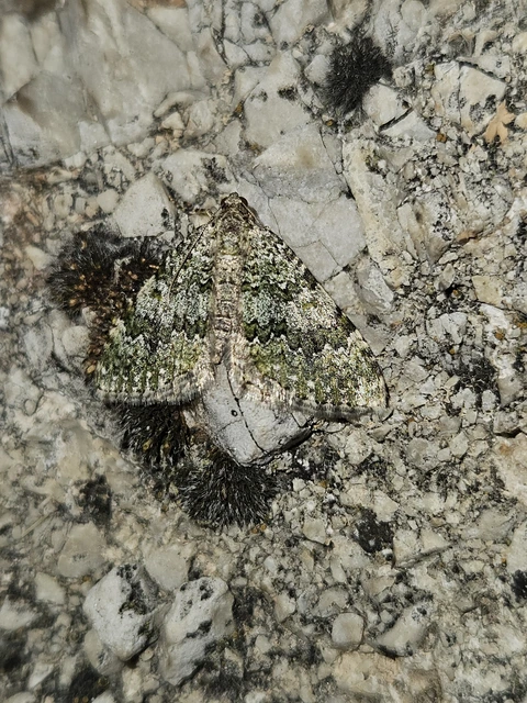 Euphyia frustata - zöldes tarkaaraszoló