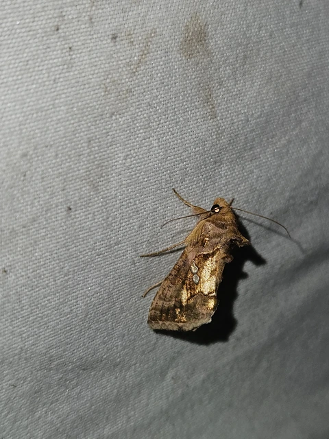Chrysodeixis chalcites - déli aranybagoly