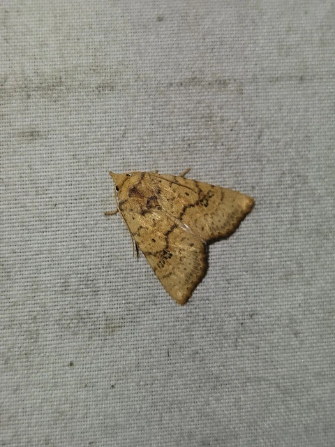 Tiliacea sulphurago - kénes sárgabagoly