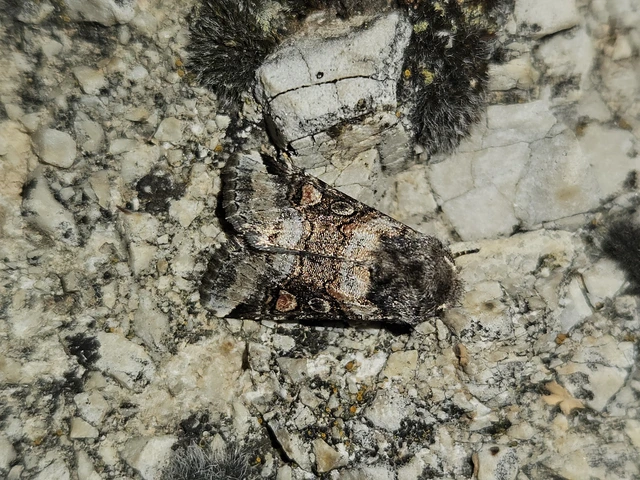 Cleoceris scoriacea - szürke liliombagoly