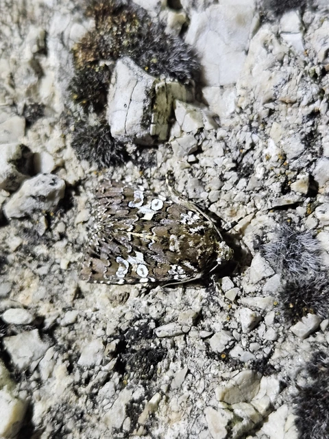 Hadena albimacula - fehérpettyes szegfűbagoly