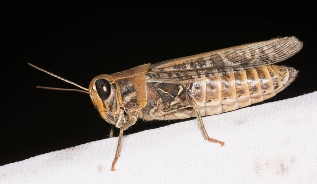 Calliptamus italicus - olaszsáska