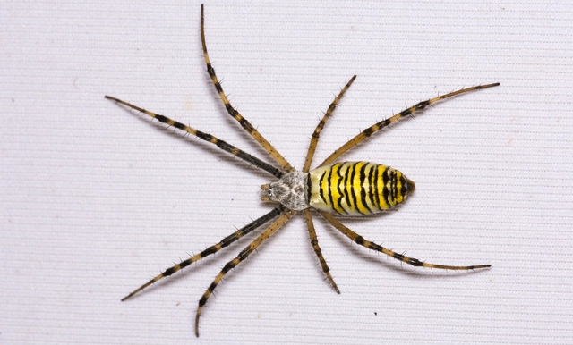 Argiope bruennichi - darázspók