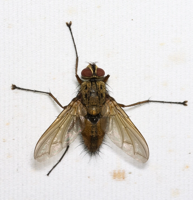 Dexiinae