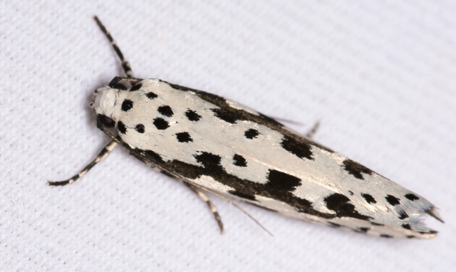 Ethmia