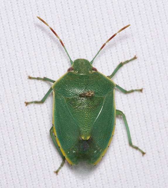 Acrosternum heegeri - rőtcsápú vándorpoloska