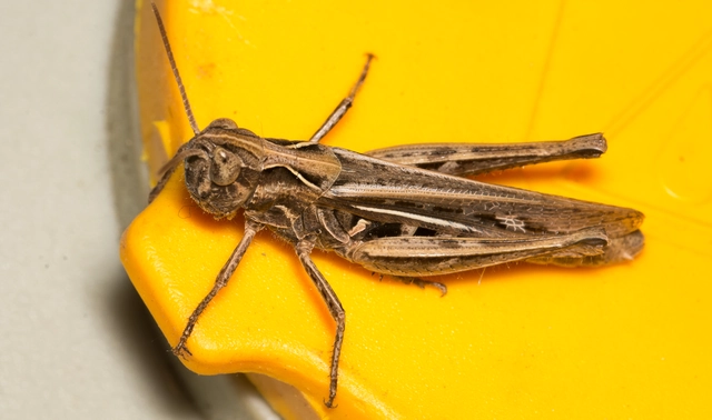 Chorthippus (Glyptobothrus) (subgenus)