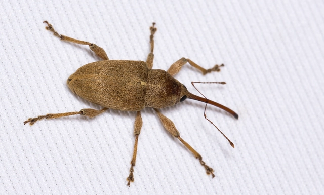 Curculio propinquus - halvány zsuzsóka