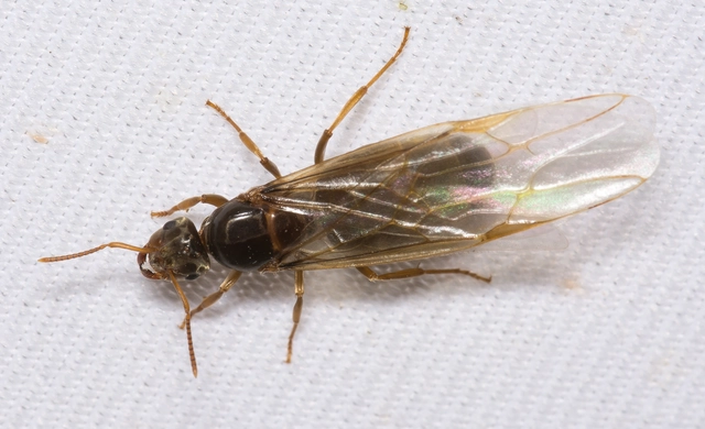 Lasius flavus - gyakori borostyánhangya
