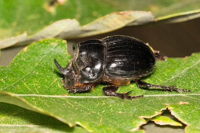 Copris lunaris - közönséges holdszarvú-ganéjtúró