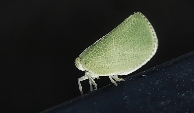 Acanalonia conica - élénkzöld lepkekabóca