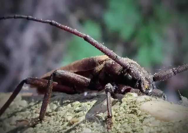 Aegosoma scabricorne - diófacincér