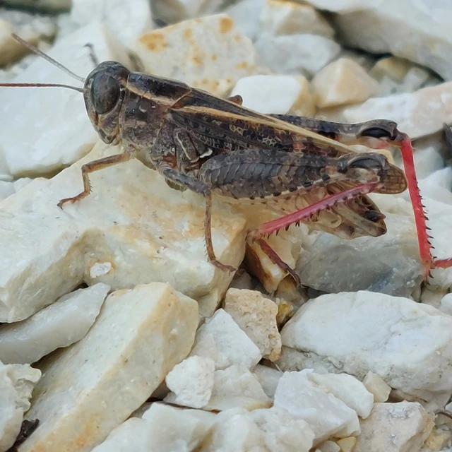 Calliptamus italicus - olaszsáska