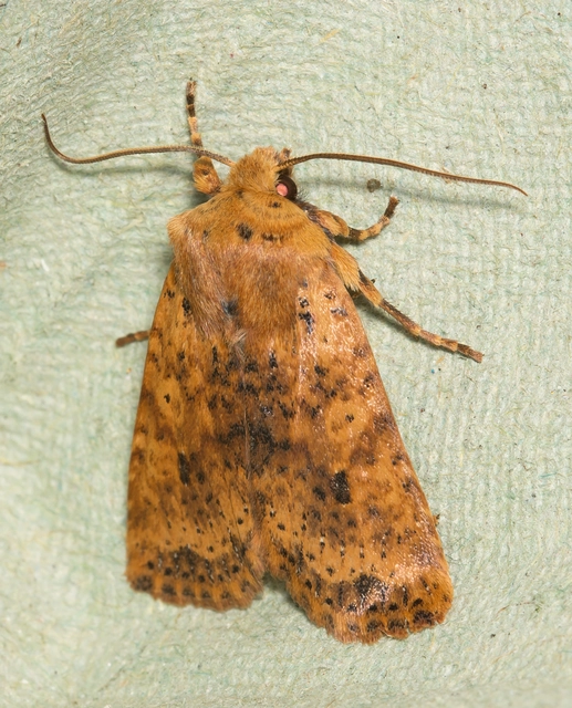 Conistra rubiginea - vörös őszibagoly