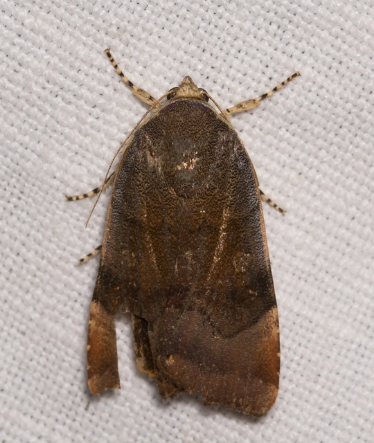 Noctua janthe/janthina