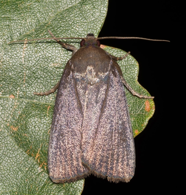 Amphipyra livida - zsírfényű bagoly
