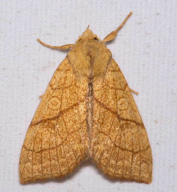 Tiliacea citrago - citromszínű sárgabagoly