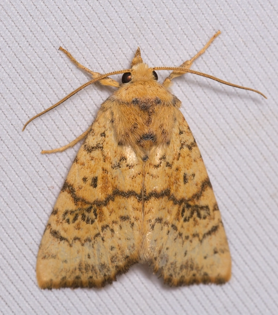 Tiliacea sulphurago - kénes sárgabagoly