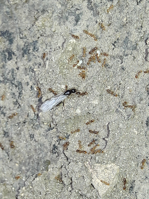 Solenopsis