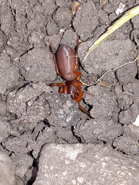 Dysderidae - fojtópókok