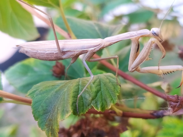 Mantis religiosa - imádkozósáska