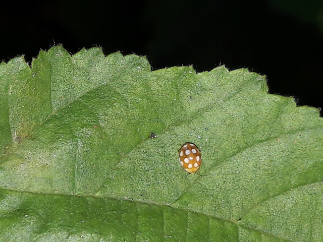 Vibidia duodecimguttata - tizenkétcseppes füsskata