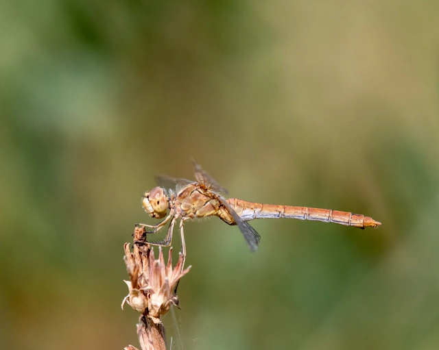 Sympetrum meridionale - fakó katona-szitakötő