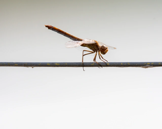 Sympetrum meridionale - fakó katona-szitakötő
