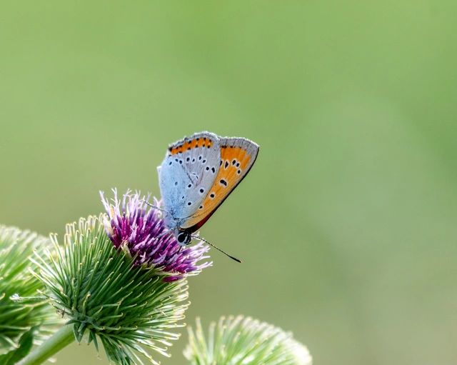 Lycaena dispar rutilus - nagy tűzlepke
