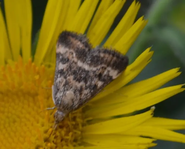 Pyrausta despicata - réti bíbormoly
