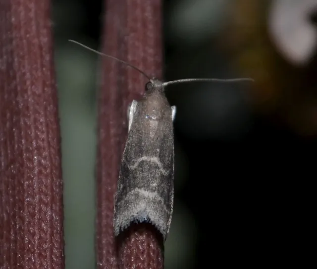 Pyralidae - fényiloncák Pyralidae - fényiloncák