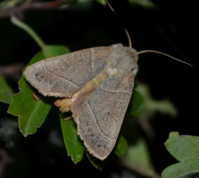 Mesogona acetosellae - madársóskabagoly