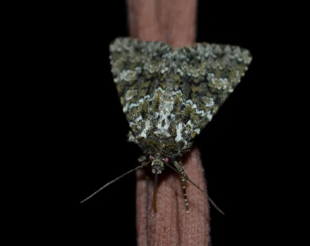 Polymixis polymita - kankalin-tarkabagoly