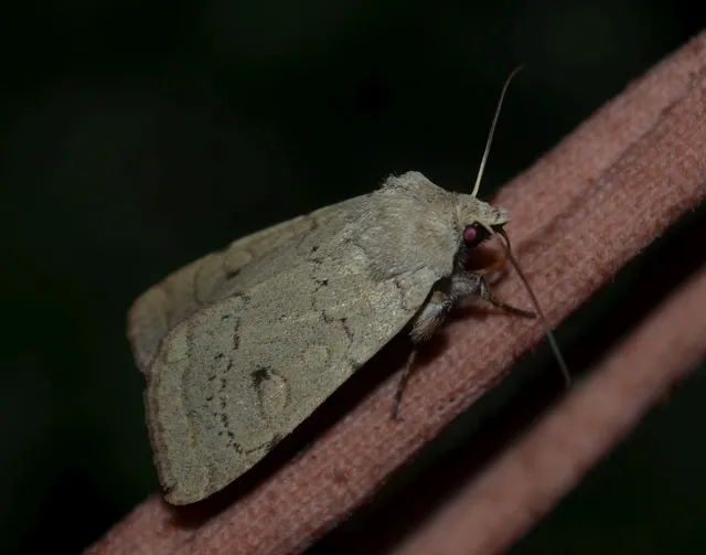 Xestia castanea michaeli - csarabos fűbagoly