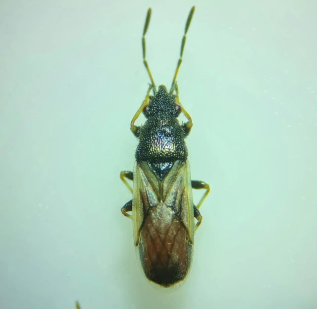 Metopoplax origani - szélesfejű bodobács
