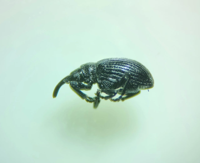 Betulapion simile - nyírfa-cickányormányos Betulapion simile - nyírfa-cickányormányos
